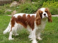 Kavalír king charles španěl